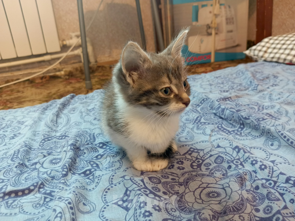 Кошки в других городах Московской области: Котëнок в добрые руки Девочка, Бесплатно - фото 1