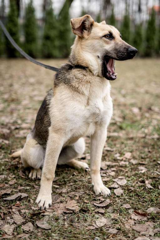 Собаки в Москве: Детство Герды так и проходит в приюте Девочка, Бесплатно - фото 3