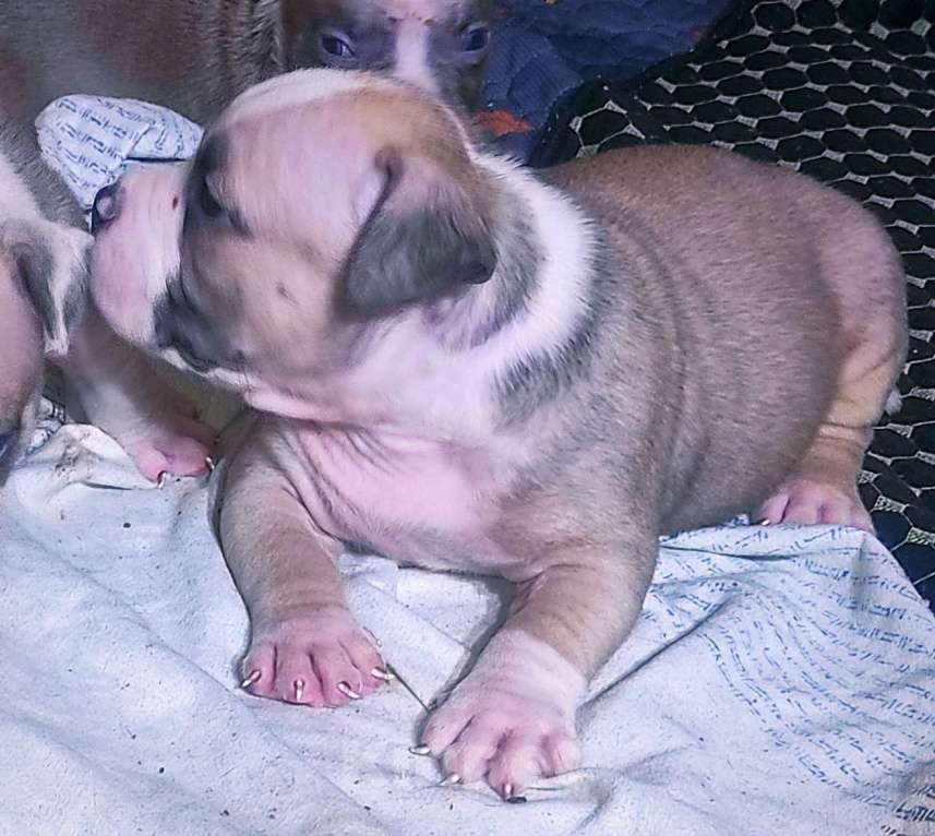 Собаки в Кирове: Мальчики и девочки американский булли Разнополые, 70 000 руб. - фото 3