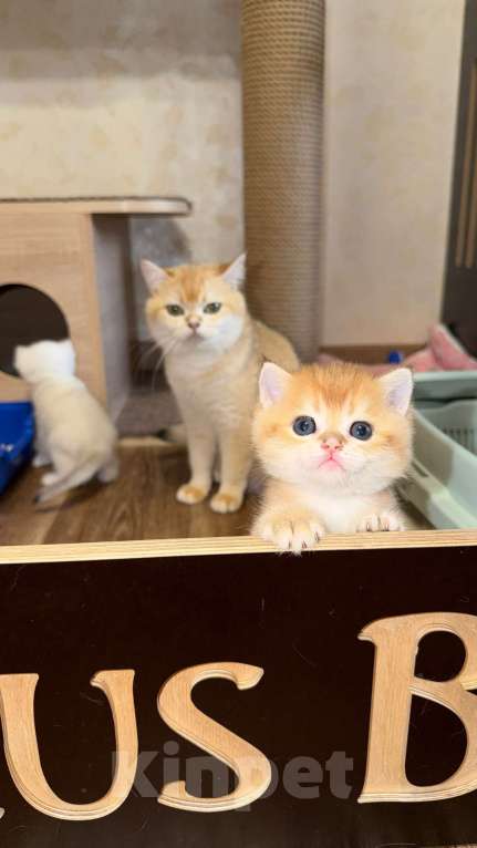 Кошки в Видном: Шотландский кот Мальчик, 70 000 руб. - фото 3