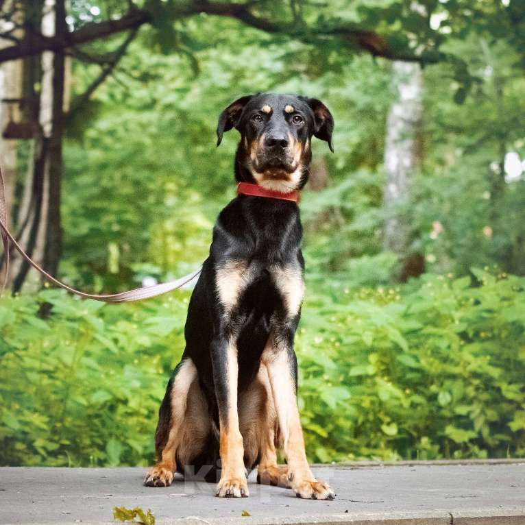 Собаки в Москве: Метис добермана. Громушка обожает людей Мальчик, Бесплатно - фото 4