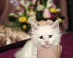 Кошки в Подольске: Белоснежное чудо, принесет в длм Счастье и Благополучие! Котенок мальчик добрый и очень умный. Мальчик, 15 000 руб. - фото 3