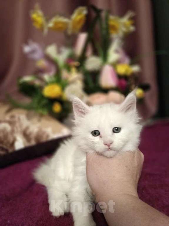 Кошки в Подольске: Белоснежное чудо, принесет в длм Счастье и Благополучие! Котенок мальчик добрый и очень умный. Мальчик, 15 000 руб. - фото 3