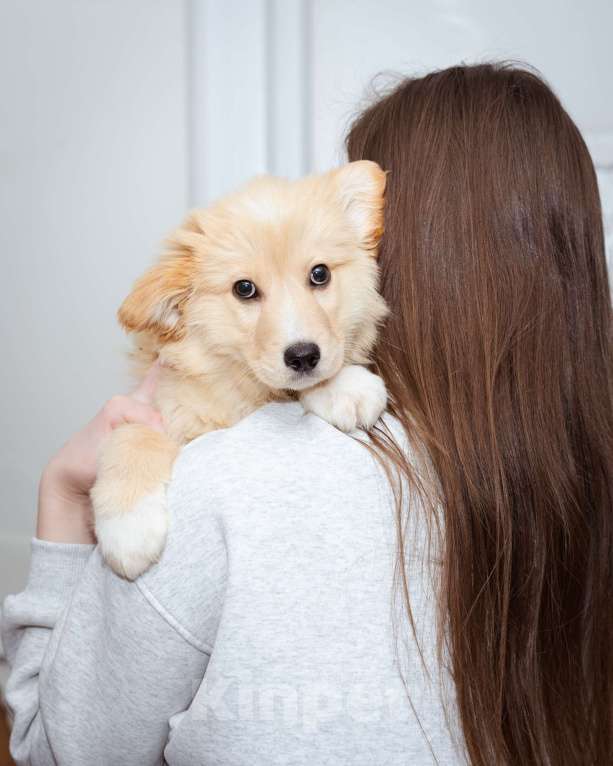 Собаки в Москве: Мальчик, 3 месяца в добрые руки Мальчик, Бесплатно - фото 8
