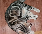 Кошки в Чебоксарах: Вязка британец, 500 руб. - фото 2