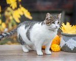 Кошки в Кувшиново: Чудесная Муся в заботливую семью, Бесплатно - фото 2