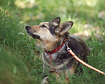 Собаки в Клине: Нежная Люси Девочка, Бесплатно - фото 4