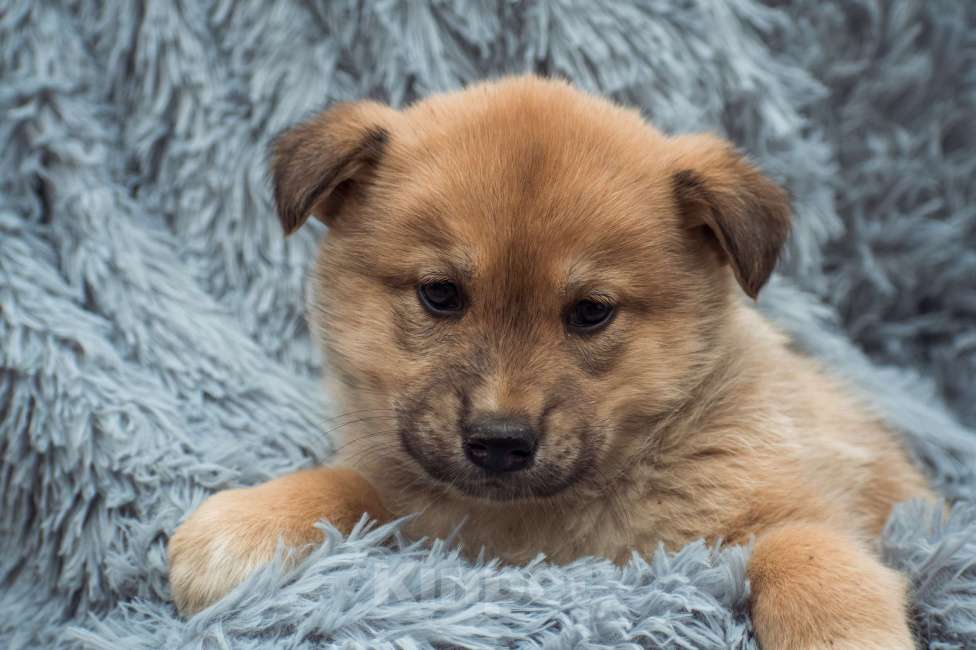 Собаки в Москве: Крохе Паппи нужен дом  Девочка, Бесплатно - фото 1