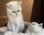 Кошки в Красногорске: Британская серебристая шиншилла  Девочка, 35 000 руб. - фото 4
