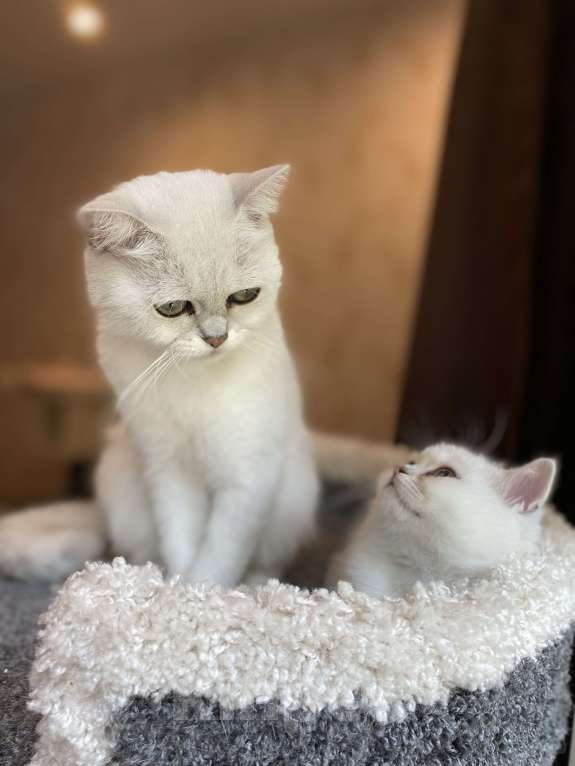 Кошки в Красногорске: Британская серебристая шиншилла  Девочка, 35 000 руб. - фото 4