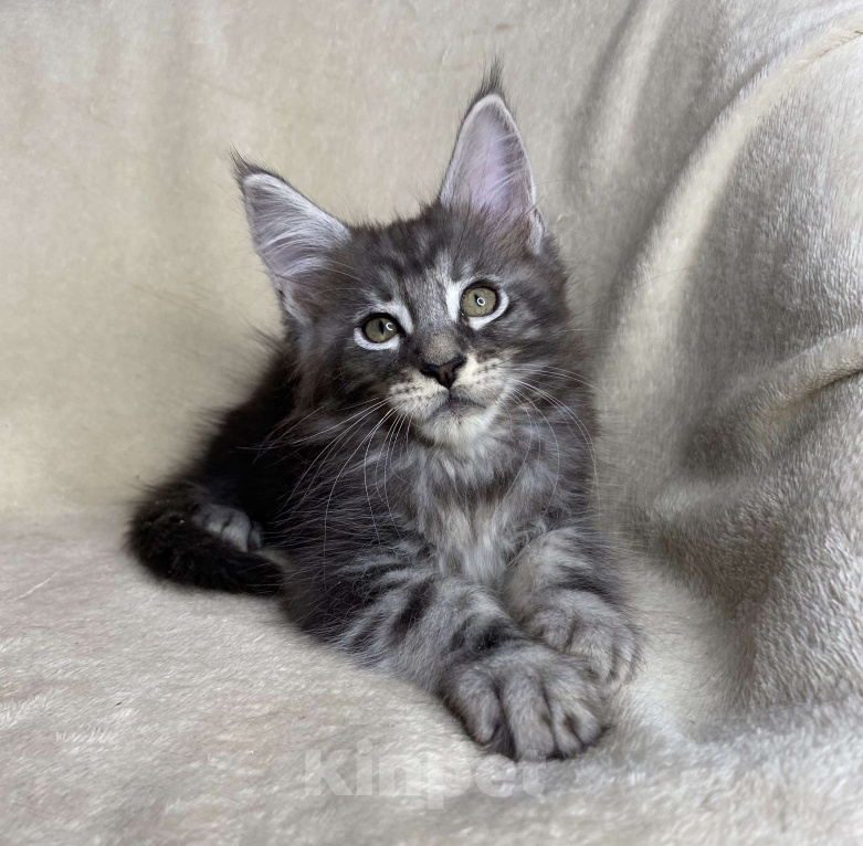 Кошки в Дмитрове: Черный серебристый мраморный мальчик мейн кун Xandu Мальчик, 30 000 руб. - фото 1
