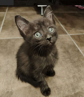 Чернышик в добрые руки - котенок