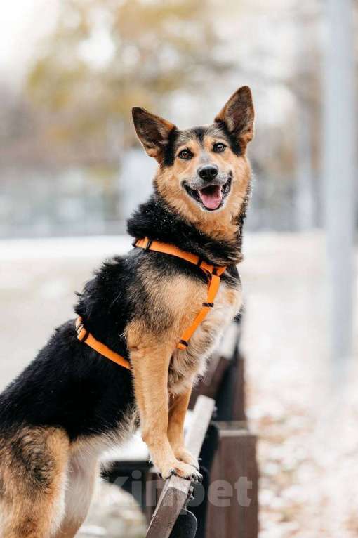 Собаки в Москве: Кокетка Эбби в поиске дома 🥰 Девочка, Бесплатно - фото 2