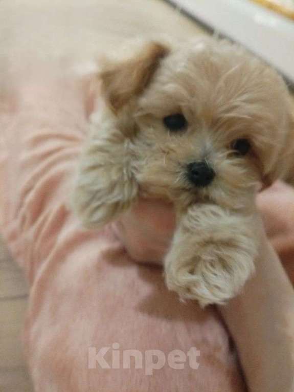 Собаки в Москве: микро щенок мальтипу Мальчик, 125 555 руб. - фото 6