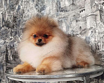 Собаки в Москве: Померанский шпиц мальчишка Мальчик, 75 000 руб. - фото 1