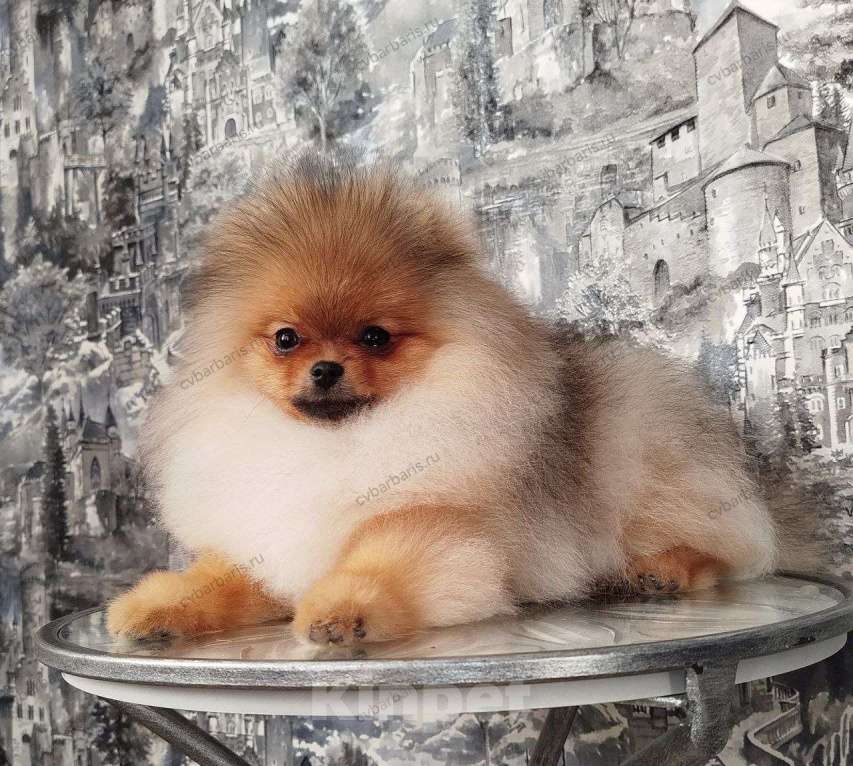 Собаки в Москве: Померанский шпиц мальчишка Мальчик, 75 000 руб. - фото 1