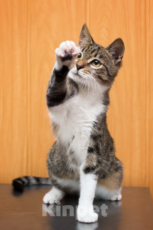 Кошки в Москве: Ласковый котенок Василек в добрые руки Мальчик, Бесплатно - фото 3