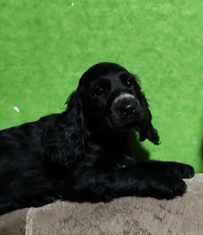 Чистокровные щенки Русского охотничьего спаниеля с родословной. 