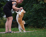 Собаки в Одинцово: Очаровательная девочка Акита-ину  Девочка, Бесплатно - фото 5