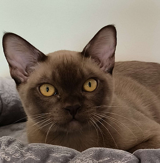 Котик шоколад