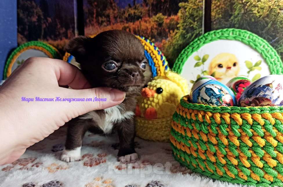 Собаки в Санкт-Петербурге: Жемчужина от Леона чихуахуа шоколадного окраса Девочка, 100 000 руб. - фото 4