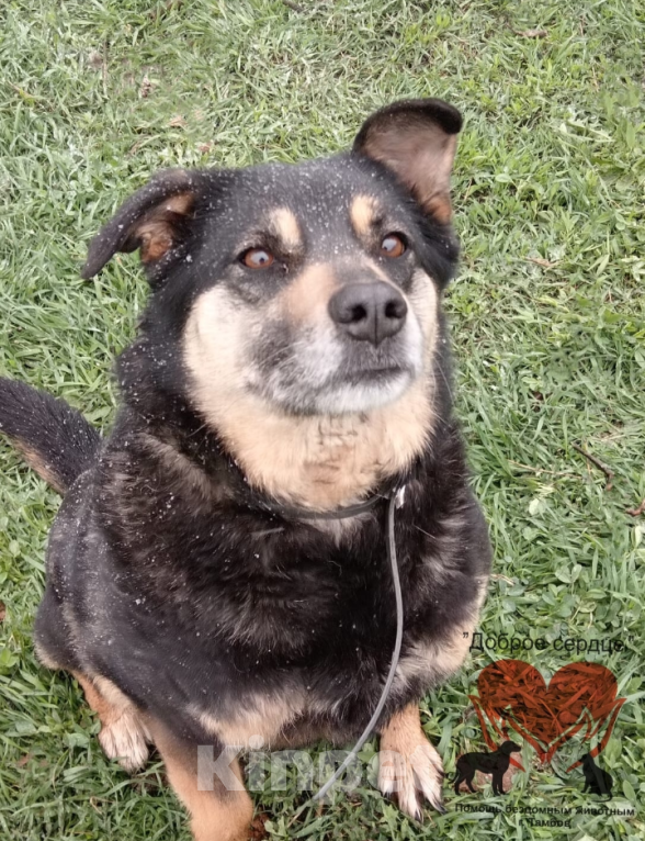 Собаки в Тамбове: Ирма Девочка, Бесплатно - фото 3