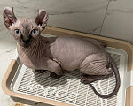 Кошки в Тюмени: купить котёнка канадского сфинкса / эльфа Мальчик, 70 000 руб. - фото 5