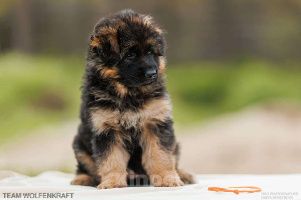 Собаки в Волгограде: Длинношерстная немецкая овчарка Разнополые, Бесплатно - фото 8