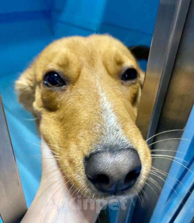 Собаки в Москве: У Тошки 5 дней на поиск дома Мальчик, Бесплатно - фото 5