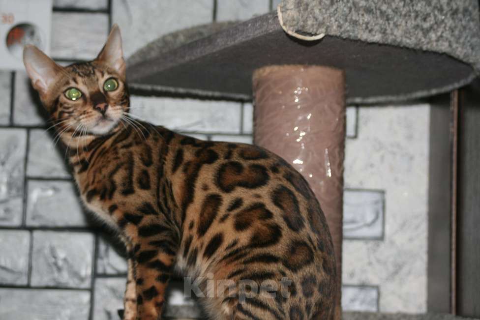 Кошки в Нижнем Новгороде: Бенгальские котята, 20 000 руб. - фото 1