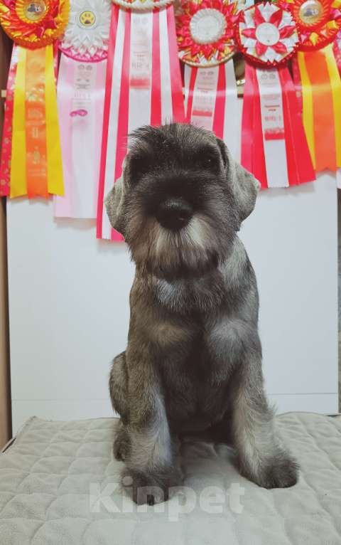 Собаки в Казани: Шнауцер щенки Девочка, Бесплатно - фото 4