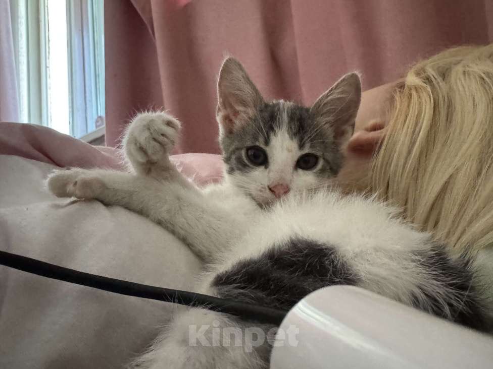 Кошки в Севастополе: Маленькая Депа ищет дом Девочка, Бесплатно - фото 1
