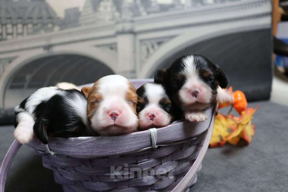 Собаки в Воронеже: Кавлер кинг чарльз спаниель Девочка, Бесплатно - фото 1