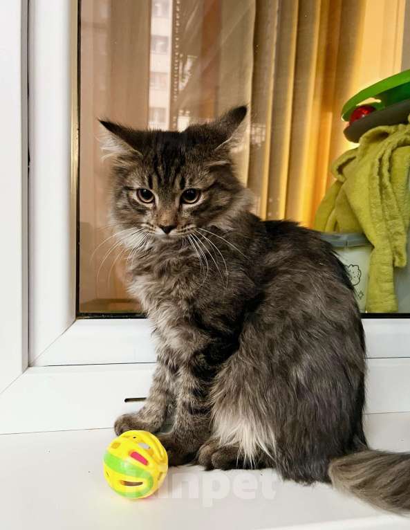 Кошки в Москве: Бесхитростный пушистик, котенок Джой в добрые руки Мальчик, Бесплатно - фото 3