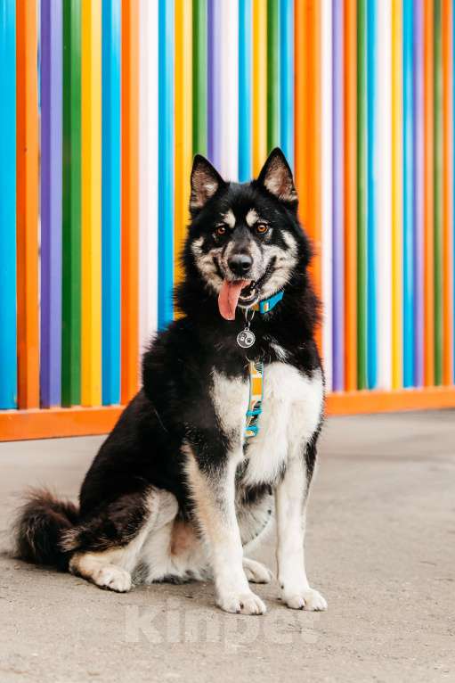 Собаки в Москве: Жизнерадостный Хьюстон ищет дом Мальчик, Бесплатно - фото 2
