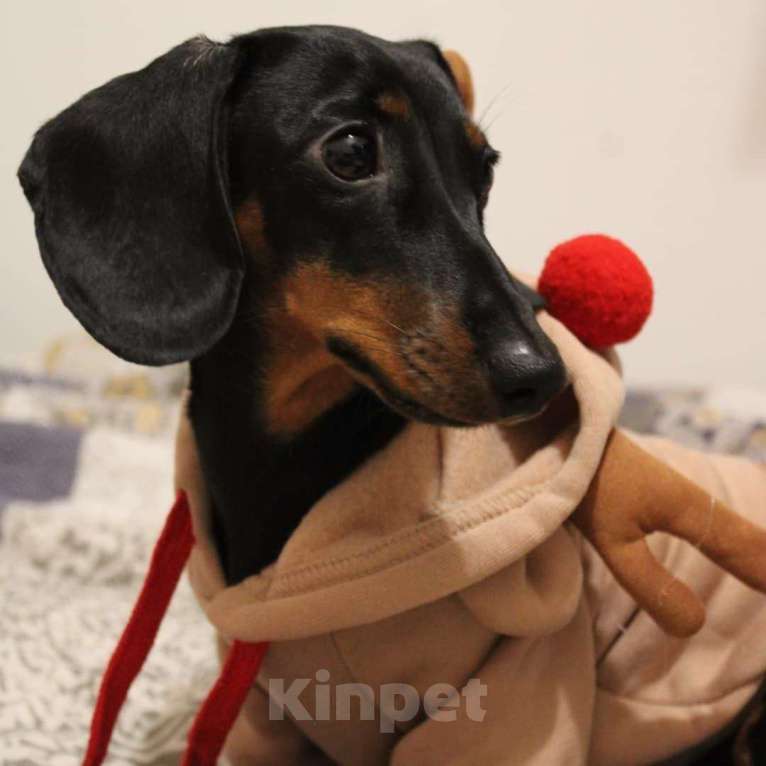 Собаки в Москве: ПРОПАЛА КРОЛИЧЬЯ ТАКСА!Важна любая информация! ПОЖАЛУЙСТА ПОМОГИТЕ НАЙТИ! Девочка, 20 000 руб. - фото 2