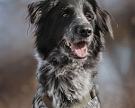 Собаки в Москве: Бывшедомашний Атли ищет дом Мальчик, Бесплатно - фото 7