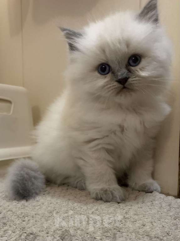 Кошки в Краснодаре: Застенчивый малыш Мальчик, Бесплатно - фото 7