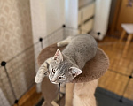 Кошки в Москве: Котенок в добрые руки Девочка, Бесплатно - фото 3