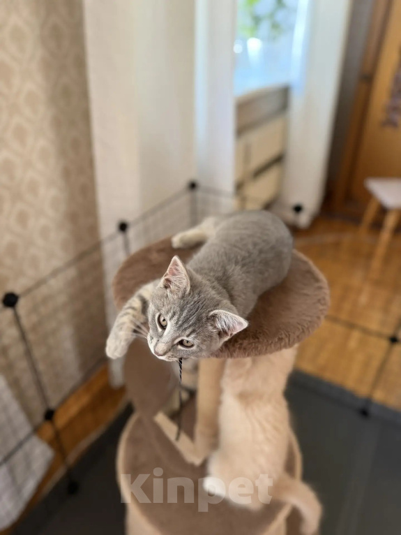 Кошки в Москве: Котенок в добрые руки Девочка, Бесплатно - фото 3