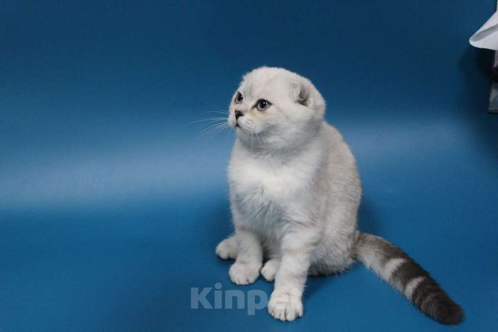 Кошки в Новороссийске: Шотландская вислоухая девочка  Девочка, 80 000 руб. - фото 4