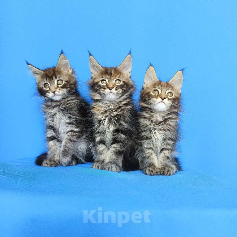 Кошки в Москве: Котята Мейн-Кун Девочки Девочка, 50 000 руб. - фото 5