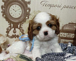 Собаки в Иваново: Шикарный малыш кавалерчик! Мальчик, Бесплатно - фото 1