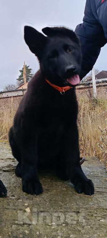 Собаки в Кольчугино: Щенки немецкой овчарки. Девочка, 13 000 руб. - фото 4