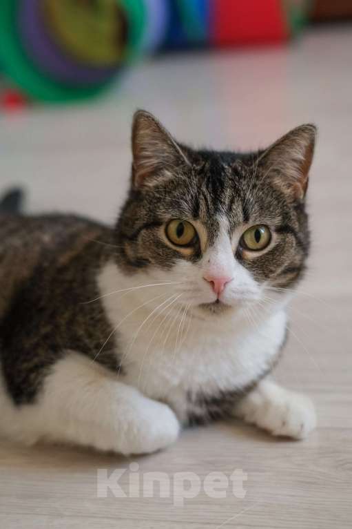 Кошки в Санкт-Петербурге: Шарлотта из приюта в добрые руки Девочка, Бесплатно - фото 1