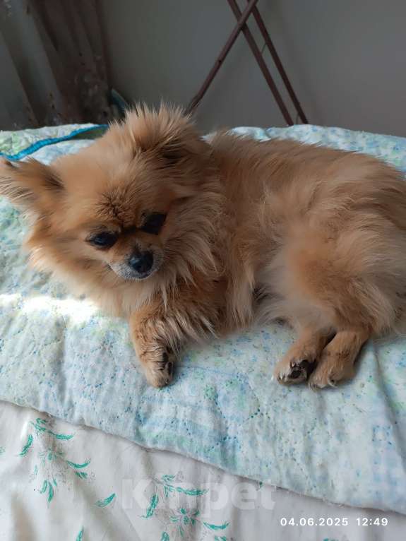 Собаки в Прокопьевске: В добрые руки Девочка, 1 000 руб. - фото 3