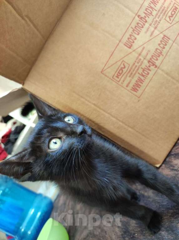 Кошки в Санкт-Петербурге: Хочу к добрым и любящим хозяевам Мальчик, 1 руб. - фото 4