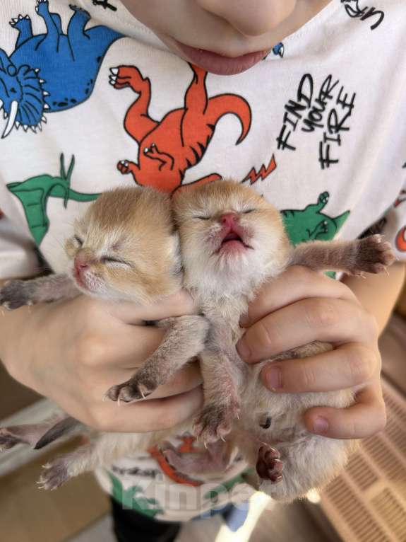 Кошки в Казани: Котики Мальчик, 35 000 руб. - фото 2