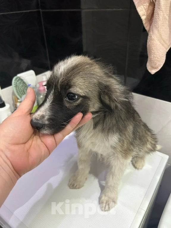 Собаки в Москве: Щенки ищут дом! Девочка, Бесплатно - фото 6