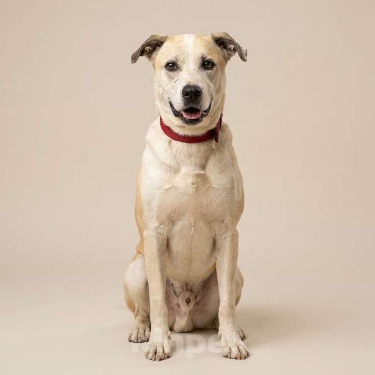 Собаки в Москве: Илай в добрые руки Мальчик, Бесплатно - фото 2